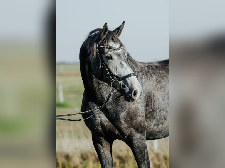 Koń meklemburski Wałach 3 lat 169 cm Siwa jabłkowita in Oberkrämer