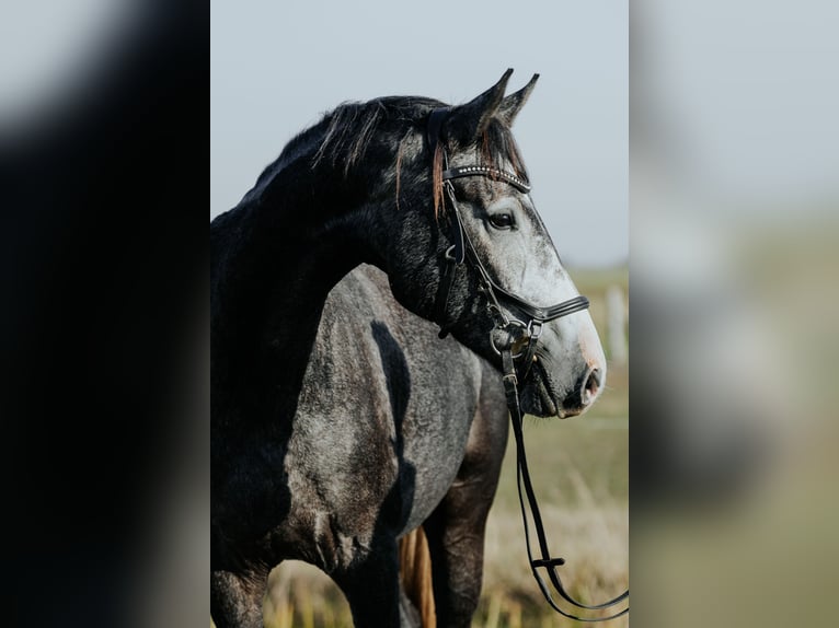 Koń meklemburski Wałach 3 lat 169 cm Siwa jabłkowita in Oberkrämer