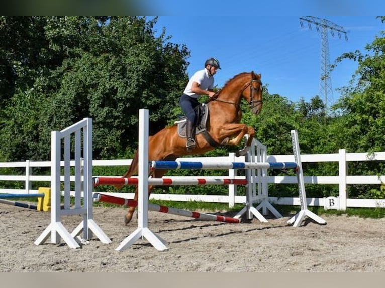 Koń meklemburski Wałach 4 lat 165 cm Kasztanowata in Seebad Bansin