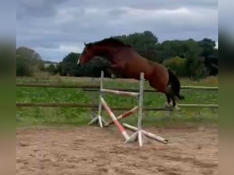 Koń meklemburski Wałach 4 lat 168 cm Gniada in Münstermaifeld