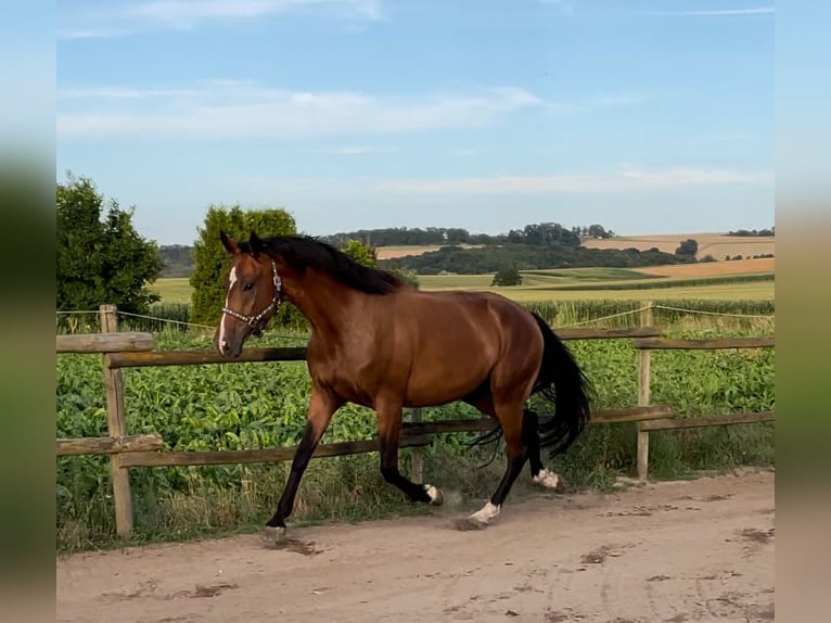 Koń meklemburski Wałach 4 lat 168 cm Gniada in Münstermaifeld