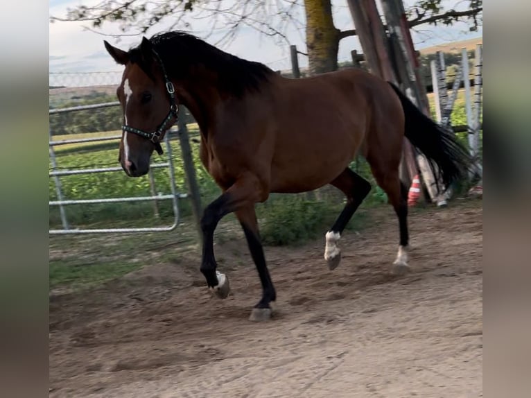 Koń meklemburski Wałach 4 lat 168 cm Gniada in Münstermaifeld