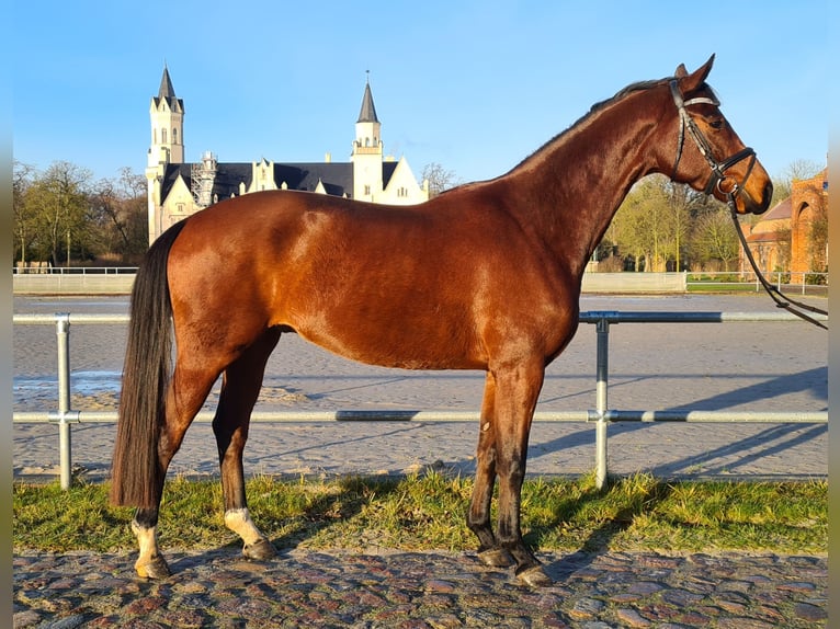 Koń meklemburski Wałach 4 lat 170 cm Gniada in Kartlow
