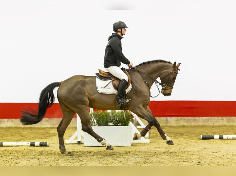 Koń meklemburski Wałach 5 lat 162 cm Gniada in Waddinxveen