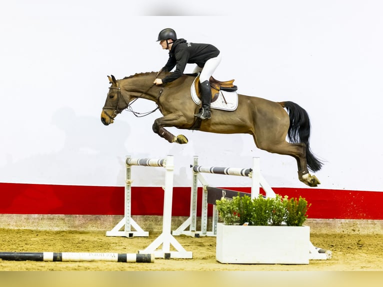 Koń meklemburski Wałach 5 lat 162 cm Gniada in Waddinxveen