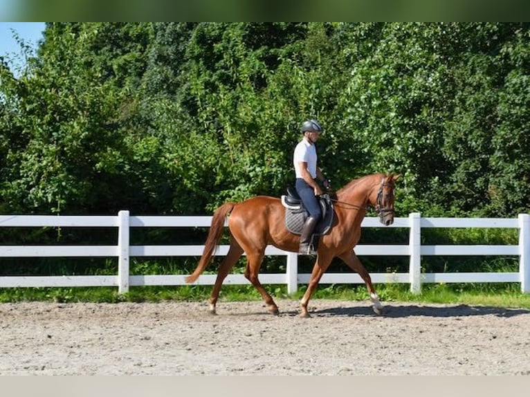 Koń meklemburski Wałach 5 lat 165 cm Kasztanowata in Seebad Bansin