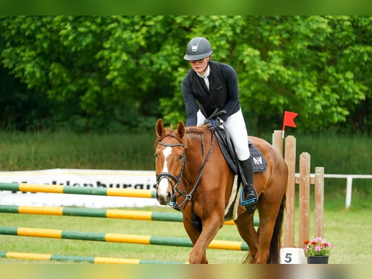 Koń meklemburski Wałach 5 lat 166 cm Kasztanowata in Kirch Rosin