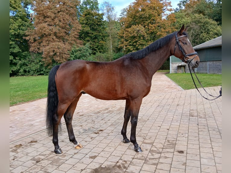 Koń meklemburski Wałach 5 lat 167 cm Gniada in Redefin