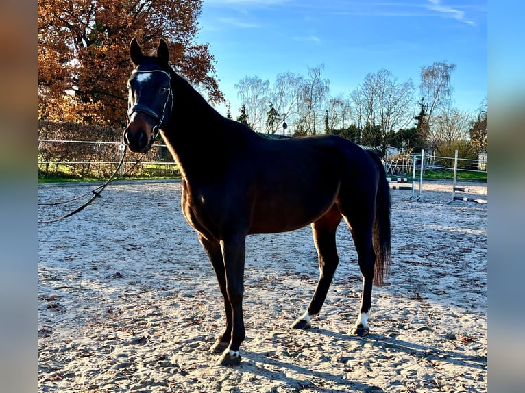 Koń meklemburski Wałach 5 lat 168 cm Ciemnogniada in ElzeElze