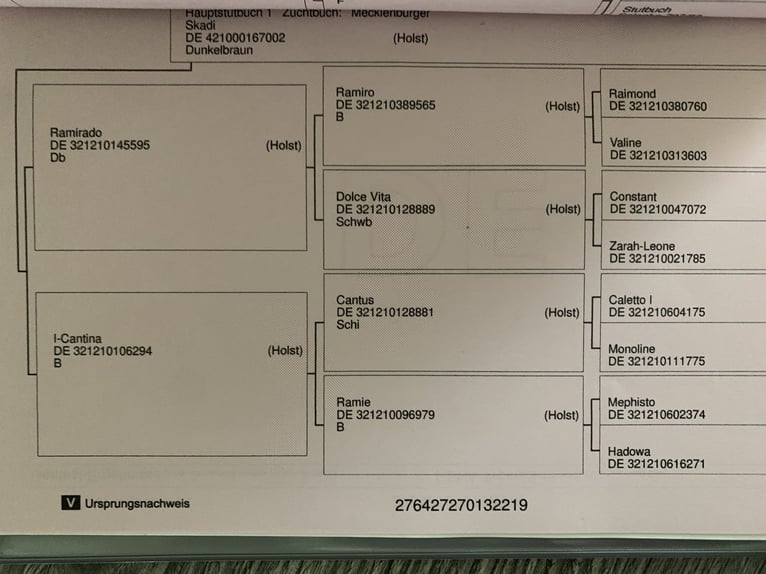 Koń meklemburski Wałach 5 lat 168 cm Ciemnogniada in ElzeElze