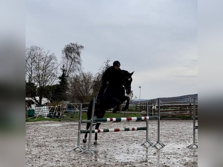 Koń meklemburski Wałach 5 lat 168 cm Ciemnogniada in ElzeElze