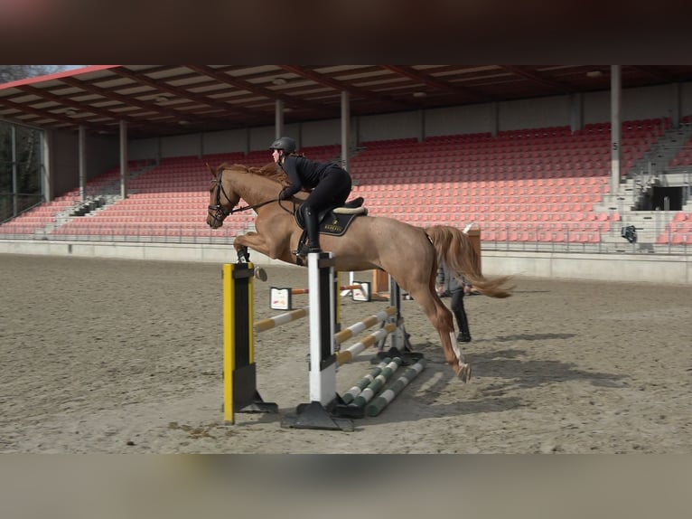 Koń meklemburski Wałach 5 lat 168 cm Kasztanowata in Redefin