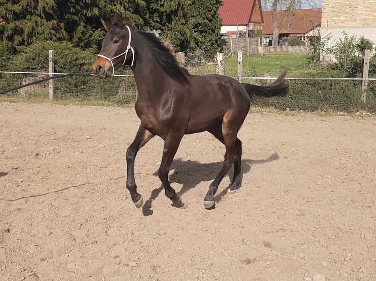 Koń meklemburski Wałach 5 lat 170 cm Ciemnogniada in Mirow