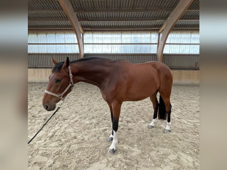 Koń meklemburski Wałach 5 lat 170 cm Gniada in Neukalen