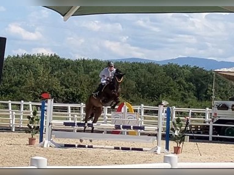 Koń meklemburski Wałach 5 lat 174 cm Gniada in Emmendingen