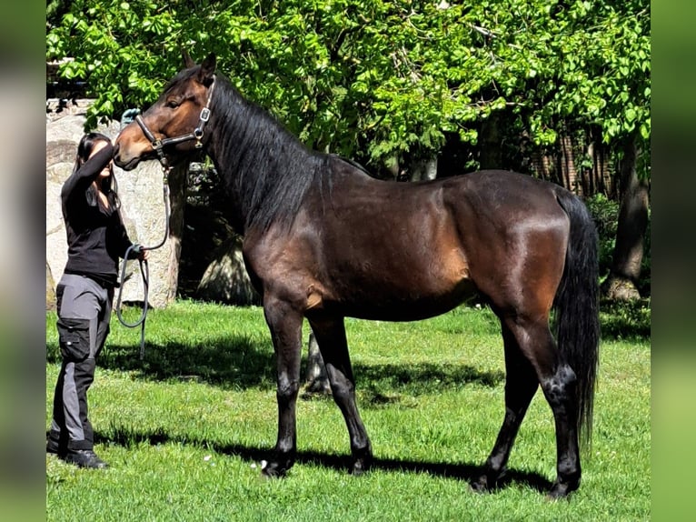 Koń meklemburski Wałach 5 lat 175 cm Ciemnogniada in Ducherow