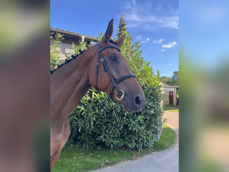 Koń meklemburski Wałach 5 lat 180 cm Gniada in Lüdersdorf