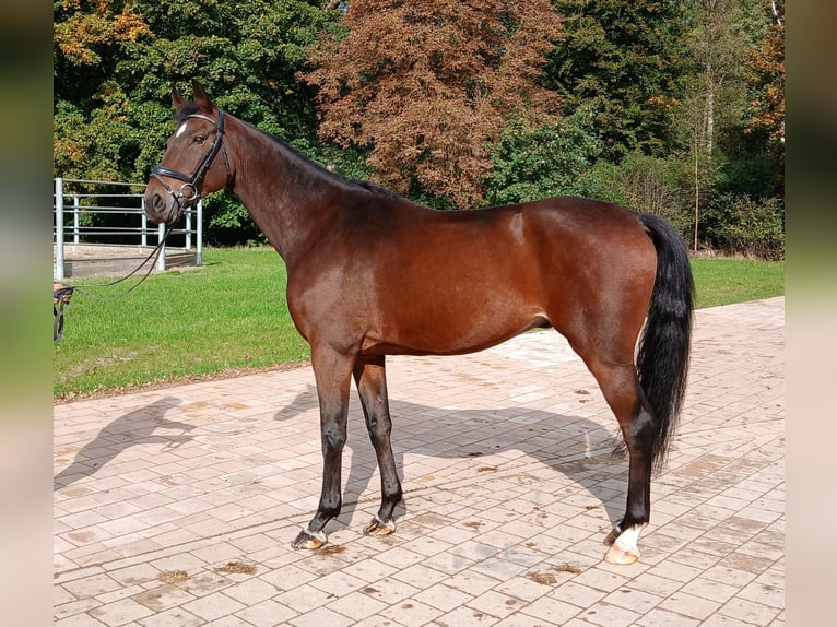 Koń meklemburski Wałach 6 lat 167 cm Gniada in Redefin