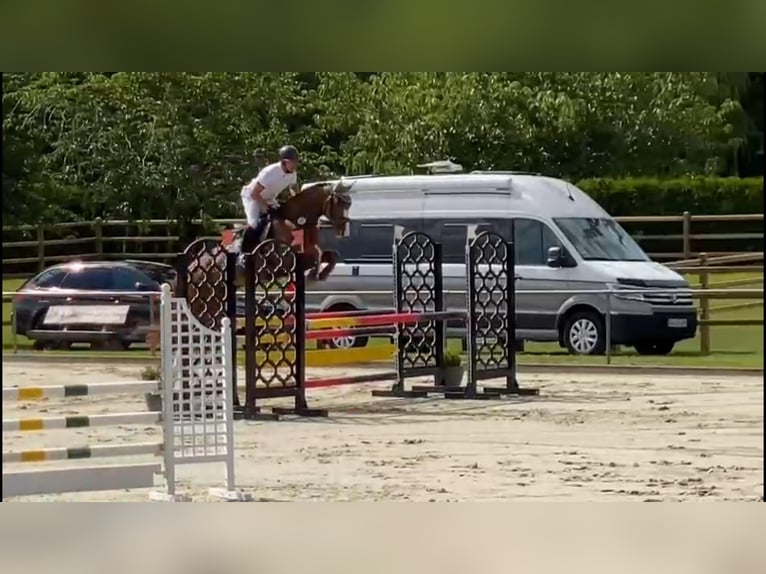 Koń meklemburski Wałach 6 lat 168 cm Kasztanowata in Gadow