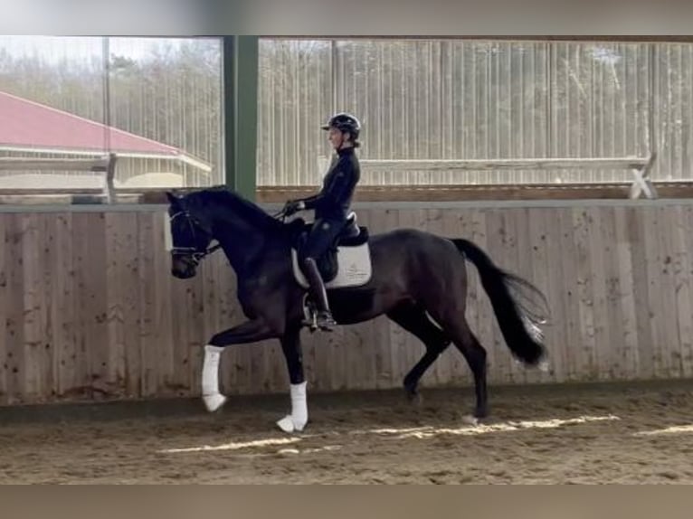 Koń meklemburski Wałach 6 lat 170 cm Ciemnogniada in Stuhr