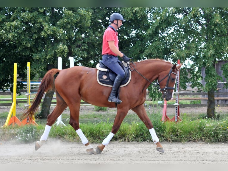 Koń meklemburski Wałach 6 lat 175 cm Kasztanowata in Schattendorf