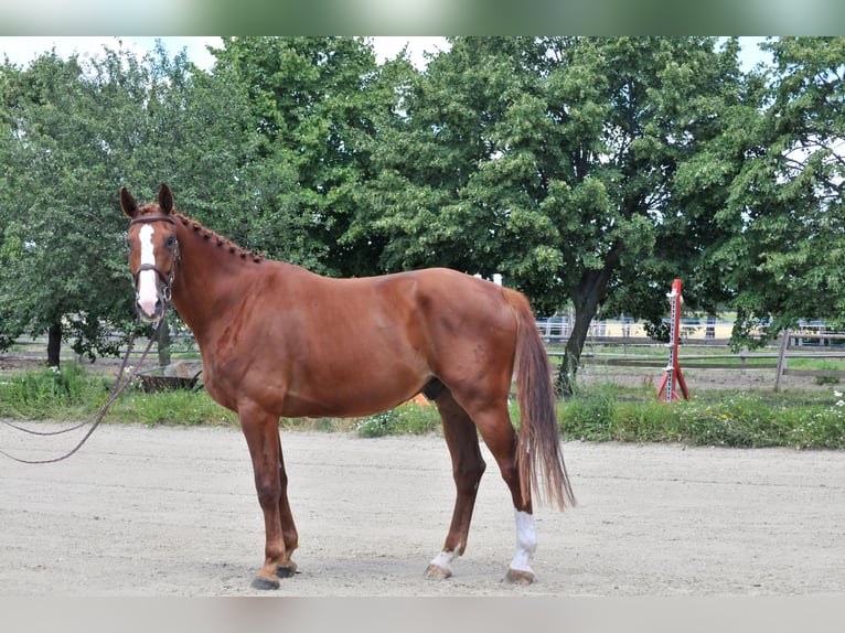 Koń meklemburski Wałach 6 lat 175 cm Kasztanowata in Schattendorf