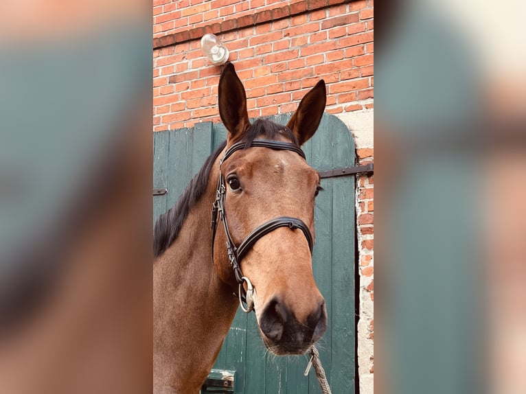 Koń meklemburski Wałach 6 lat 180 cm Gniada in Lüdersdorf