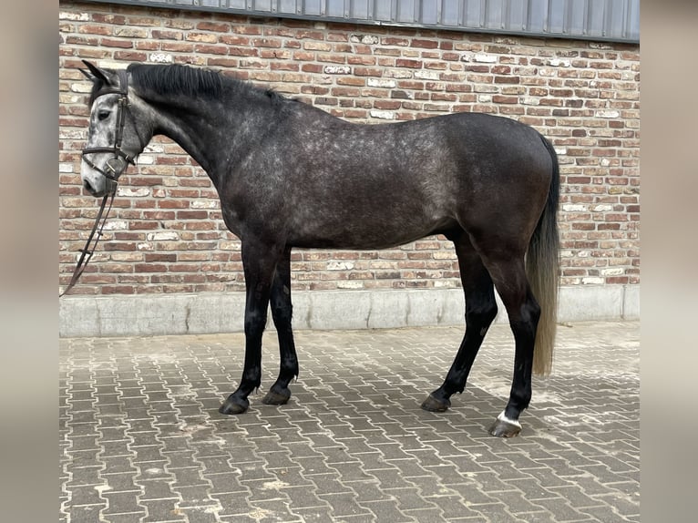 Koń meklemburski Wałach 7 lat 167 cm Siwa jabłkowita in Grevenbroich