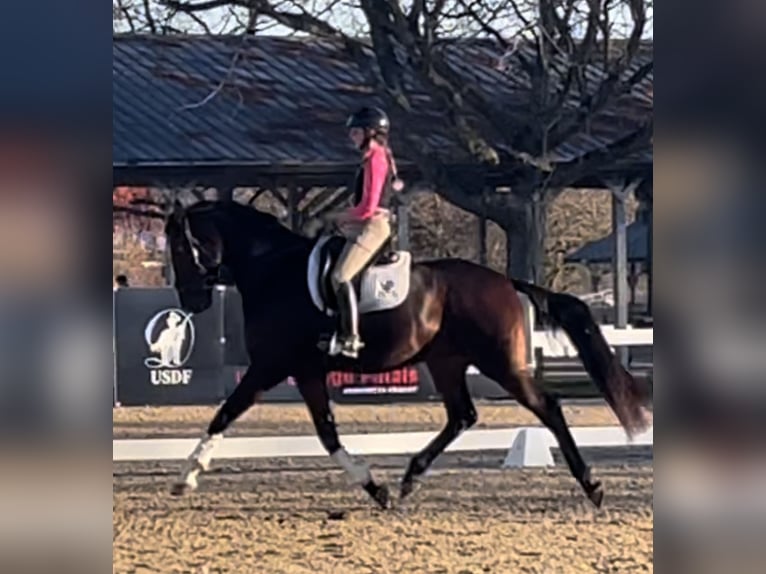 Koń meklemburski Wałach 7 lat 173 cm Ciemnogniada in Baton Rouge