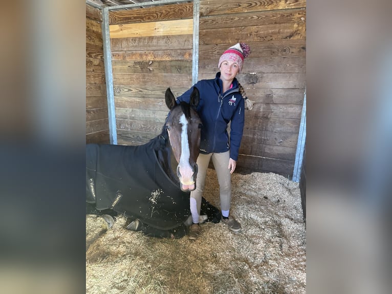 Koń meklemburski Wałach 7 lat 173 cm Ciemnogniada in Baton Rouge