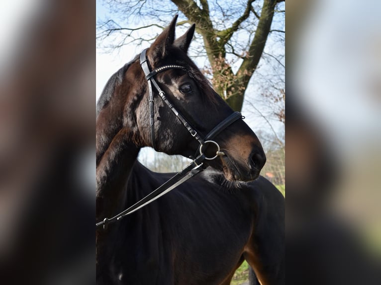 Koń meklemburski Wałach 8 lat 175 cm Ciemnogniada in Zeven