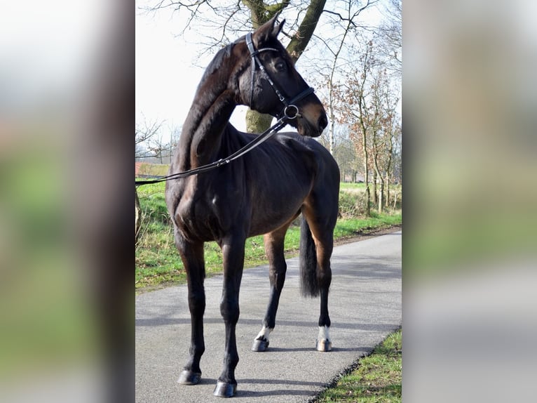 Koń meklemburski Wałach 8 lat 175 cm Ciemnogniada in Zeven