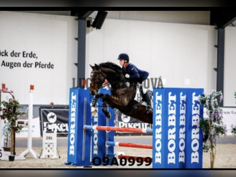 Koń meklemburski Wałach 9 lat 170 cm Ciemnogniada in Neuental