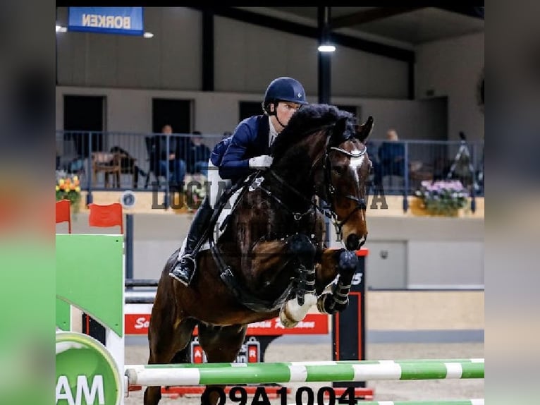 Koń meklemburski Wałach 9 lat 170 cm Ciemnogniada in Neuental