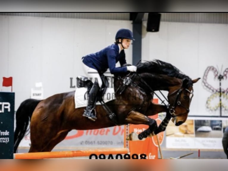 Koń meklemburski Wałach 9 lat 170 cm Ciemnogniada in Neuental