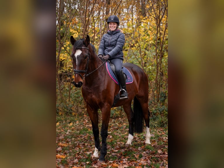 Koń meklemburski Wałach 9 lat 170 cm Ciemnogniada in Neuental