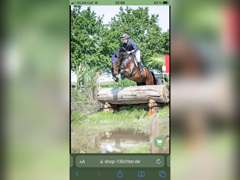 Koń meklemburski Wałach 9 lat 170 cm Ciemnogniada in Neuental