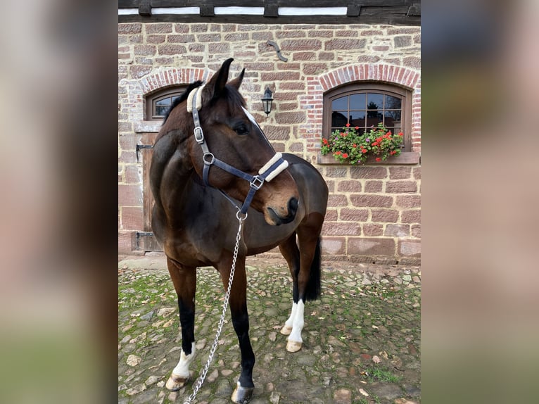 Koń meklemburski Wałach 9 lat 171 cm Ciemnogniada in Neuental