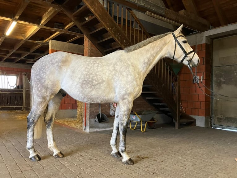 Koń meklemburski Wałach 9 lat 179 cm Siwa in Putbus