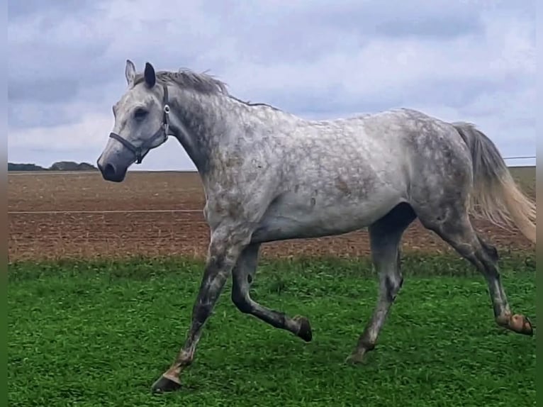 Koń meklemburski Wałach 9 lat 179 cm Siwa in Putbus