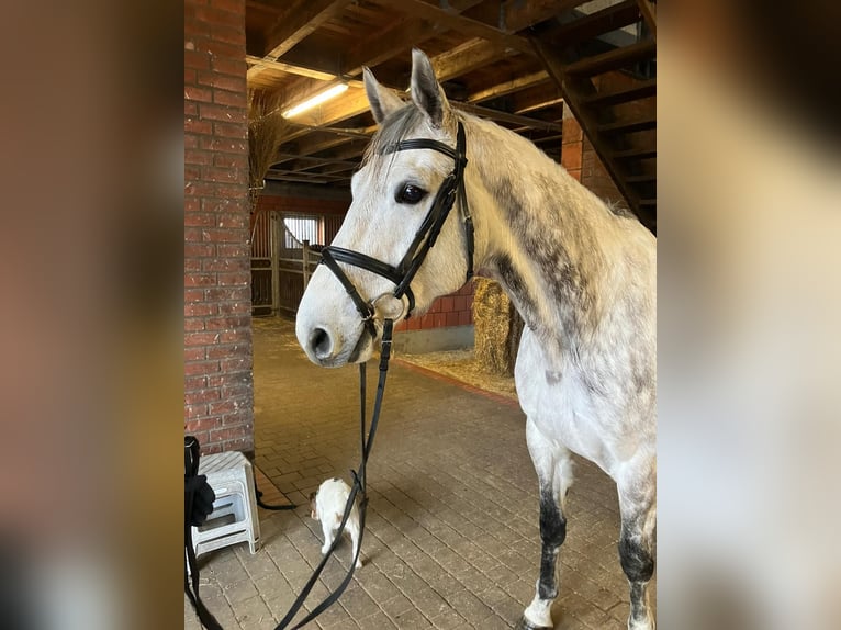 Koń meklemburski Wałach 9 lat 179 cm Siwa in Putbus