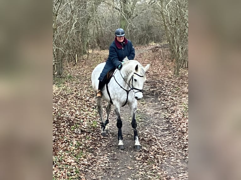 Koń meklemburski Wałach 9 lat 179 cm Siwa in Putbus