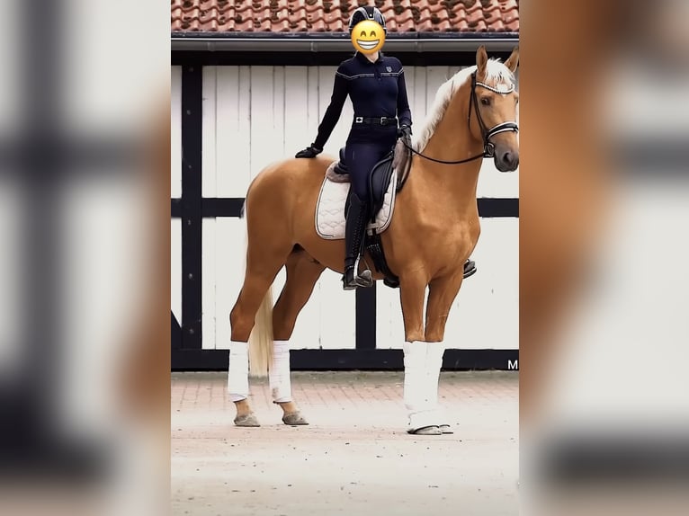 Koń oldenburski dawnego typu Klacz 10 lat 160 cm Kasztanowata in Hatten