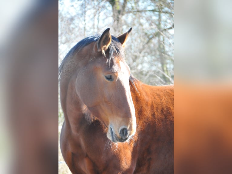 Koń oldenburski dawnego typu Klacz 10 lat 173 cm Gniada in Ostrhauderfehn