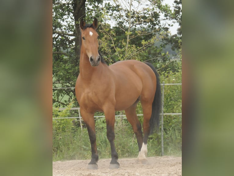 Koń oldenburski dawnego typu Klacz 10 lat 173 cm Gniada in Ostrhauderfehn
