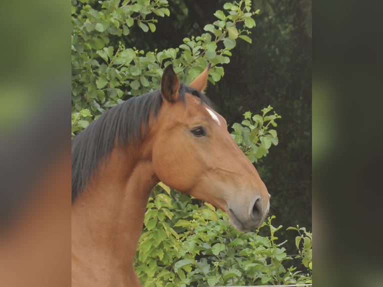 Koń oldenburski dawnego typu Klacz 10 lat 173 cm Gniada in Ostrhauderfehn