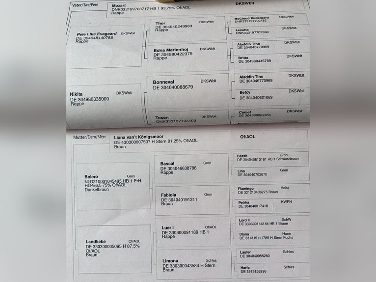 Koń oldenburski dawnego typu Klacz 10 lat 173 cm Gniada in OstrhauderfehnOstrhauderfehn