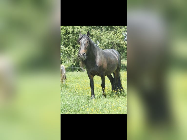 Koń oldenburski dawnego typu Mix Klacz 11 lat 164 cm in Rees