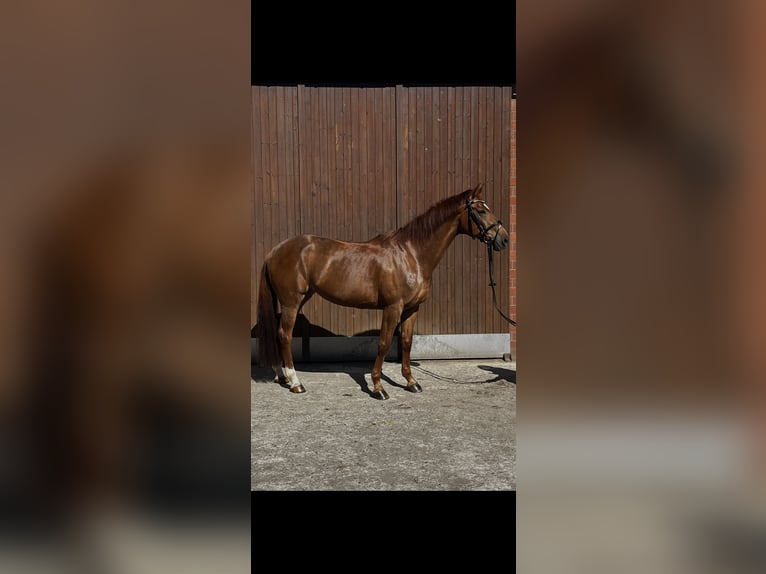 Koń oldenburski dawnego typu Klacz 16 lat 174 cm Ciemnokasztanowata in Vreden