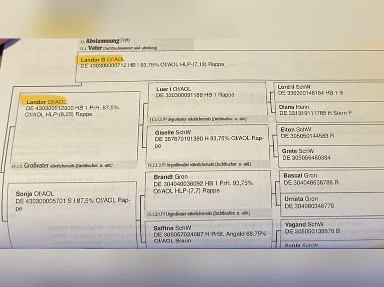 Koń oldenburski dawnego typu Klacz 1 Rok 165 cm Kasztanowata in Bad Laer